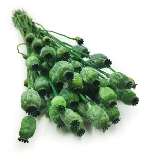 4papaver3