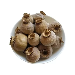 austrian poppy heads seedless harvest 2025 order p
