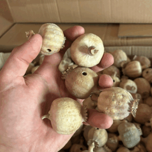 dried austrian poppy pod 1152x1536