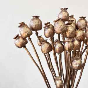 dried poppies warm gold