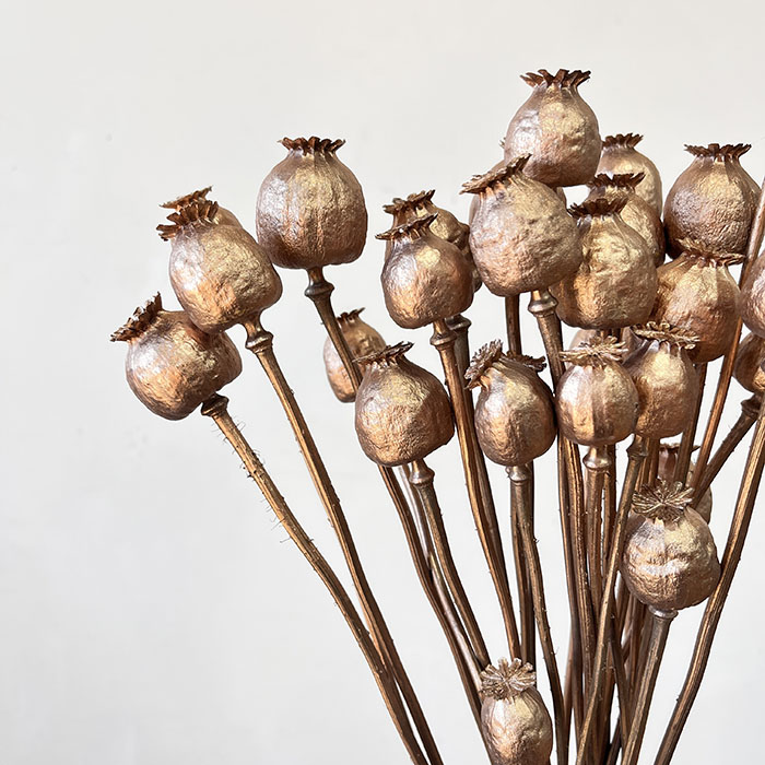 dried poppies warm gold