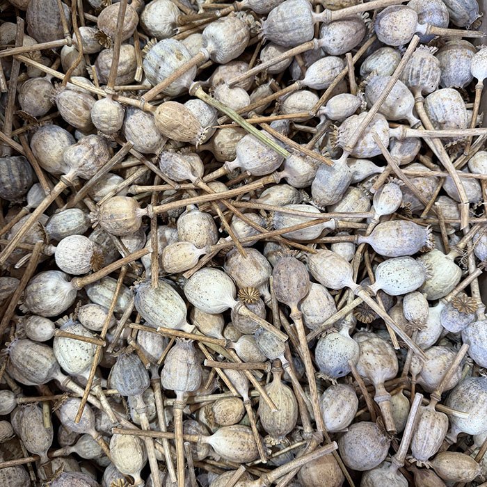dried poppy heads