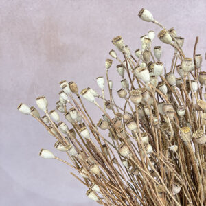 dried poppy pods mini