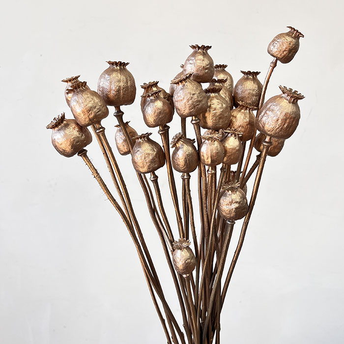 dried poppy pods warm gold