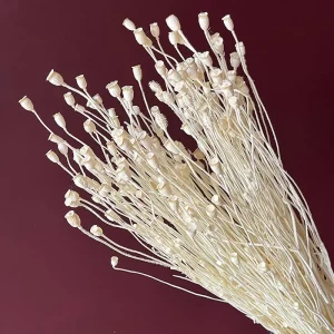 dried poppy seed pods bleached white