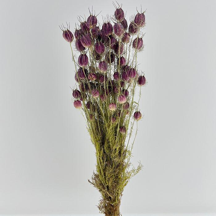dried nigella damascena seed pods burgundy