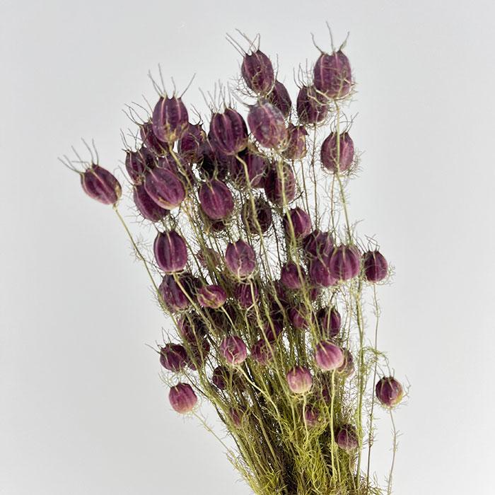 dried nigella damascena seed pods burgundy bunch