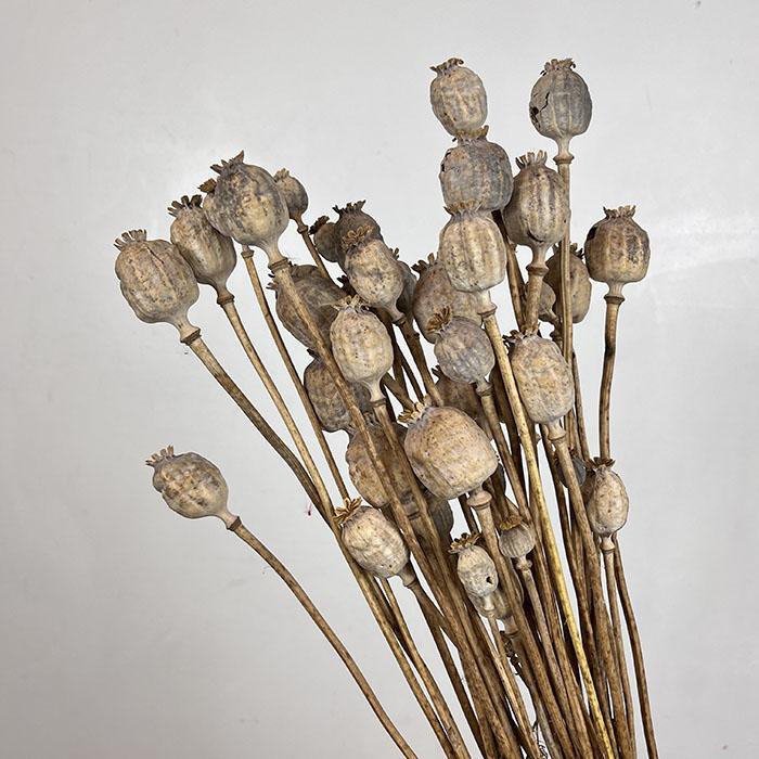 dried poppies (1)