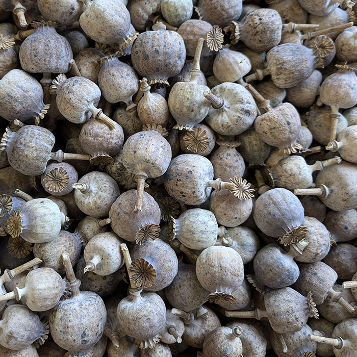 dried poppy seed pods