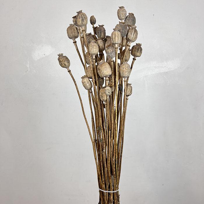 dried poppys