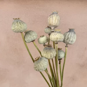 large dried poppy seeds pods