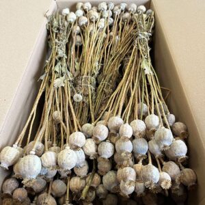 poppy seed pods bulk buy