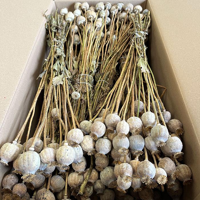 poppy seed pods bulk buy
