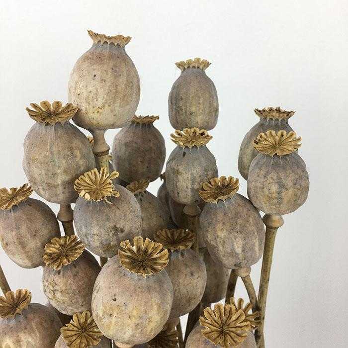 poppyhead dried close2
