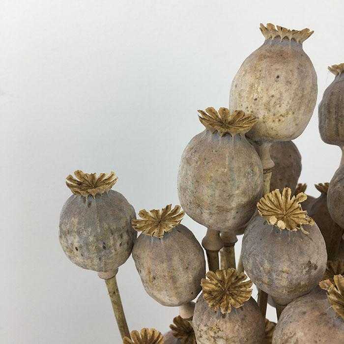 poppyhead dried close3